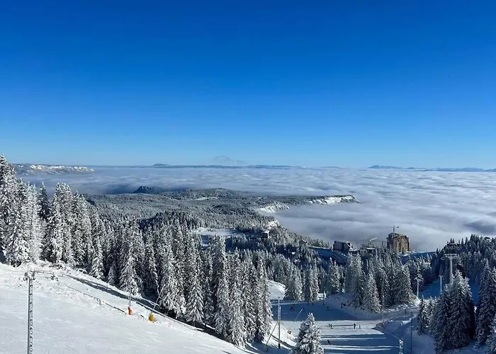 Pahulja 402 - Zlatni Javor *